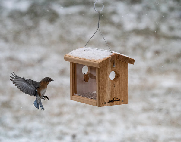 cedar hanging bluebird feeder with bluebird landing