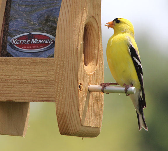 goldfinch eating from kettle moraine bird feeder