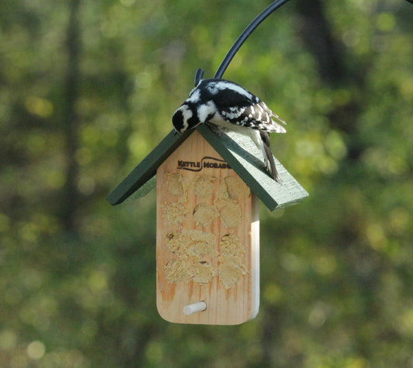 Downy woodpecker on green roof of bark butter feeder 