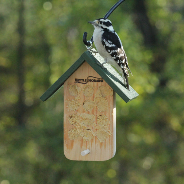 woodpecker perched on top of green cedar peanut butter bird feeder