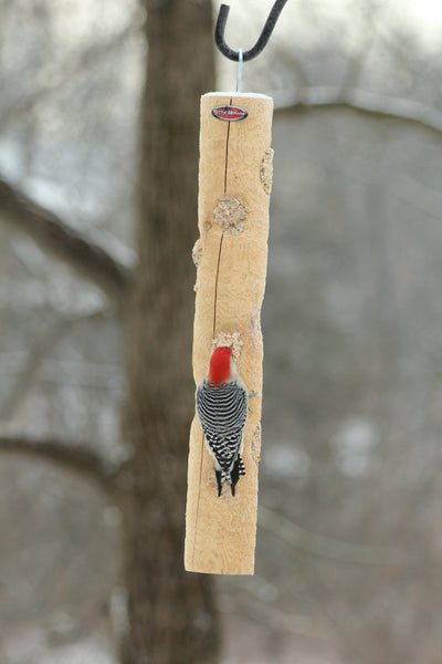 woodpecker eating at a bird feeder in winter
