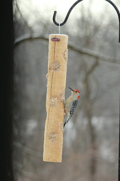 red-bellied woodpecker eating spreadable suet plugs on cedar log
