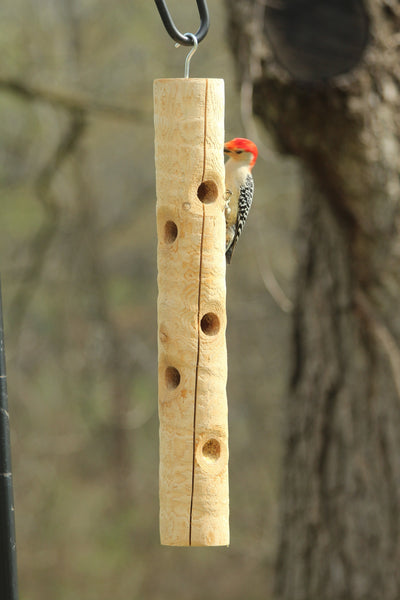 red bellied woodpecker eating at cedar log feeder