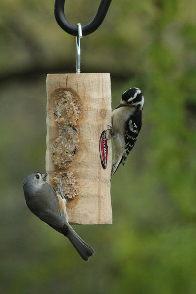 birds eating at peanut butter feeder