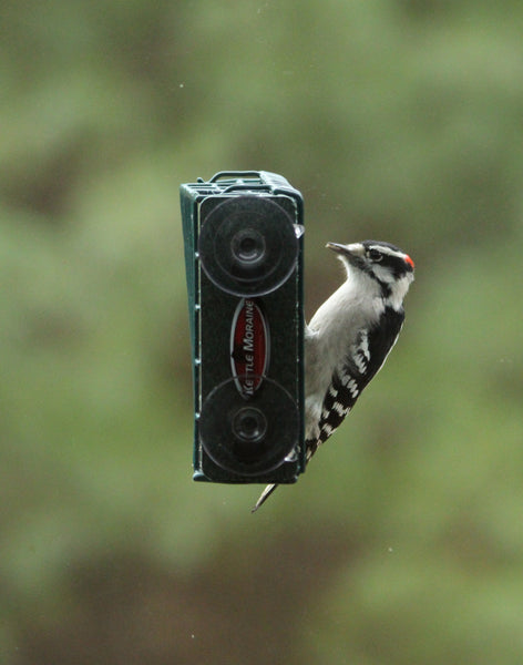 woodpecker on kettle moraine window mount suet feeder