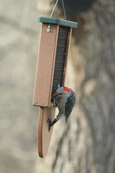 bird eating at kettle moraine suet feeder
