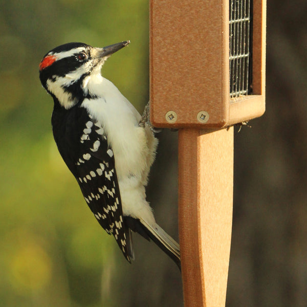 Recycled Suet Feeder with Tail Prop