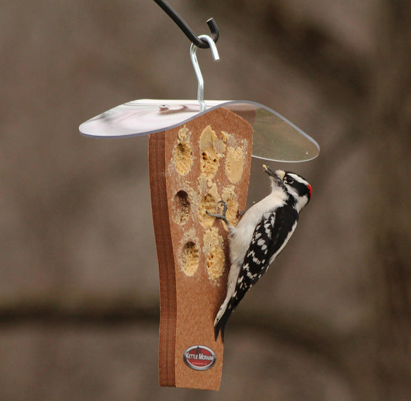 woodpecker on peanut butter feeder with roof
