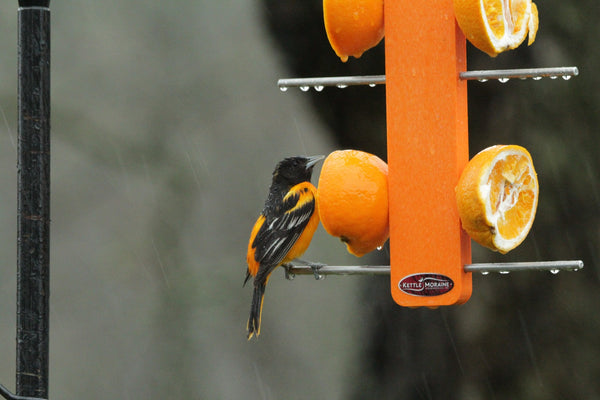 baltimore oriole eating from fruit stick feeder