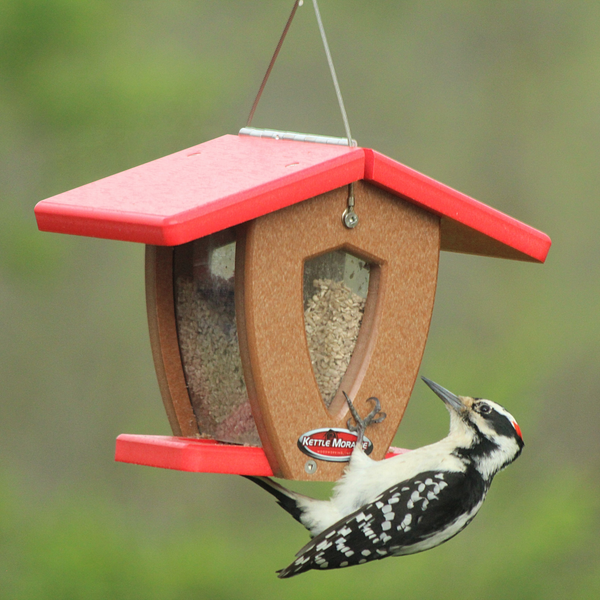 large woodpecker on mini kettle moraine bird feeder