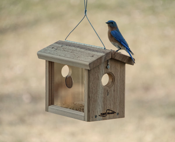 bluebird perched on cedar feeder