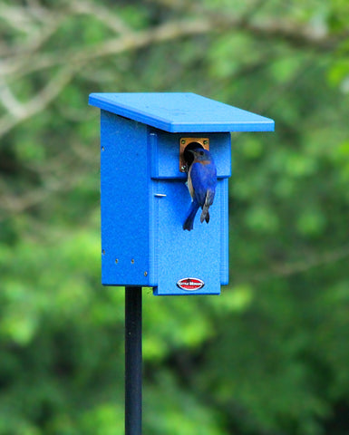 bluebird climbing into blue birdhouse