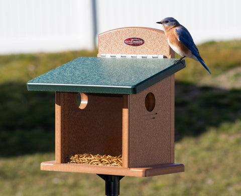 bluebird perched on heavy duty recycled mealworm feeder with window