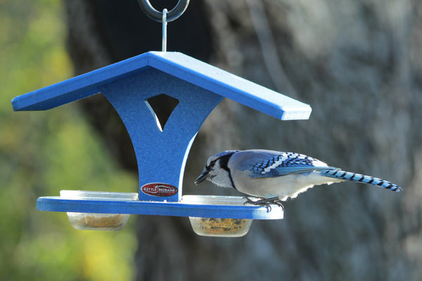 blue jay at recycled blue bird cup feeder