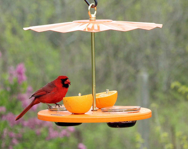 cardinal eating on oriole cup feeder