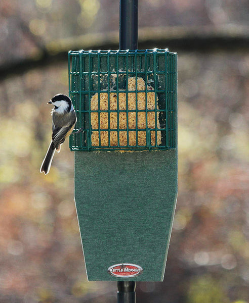 chickadee perched on suet feeder
