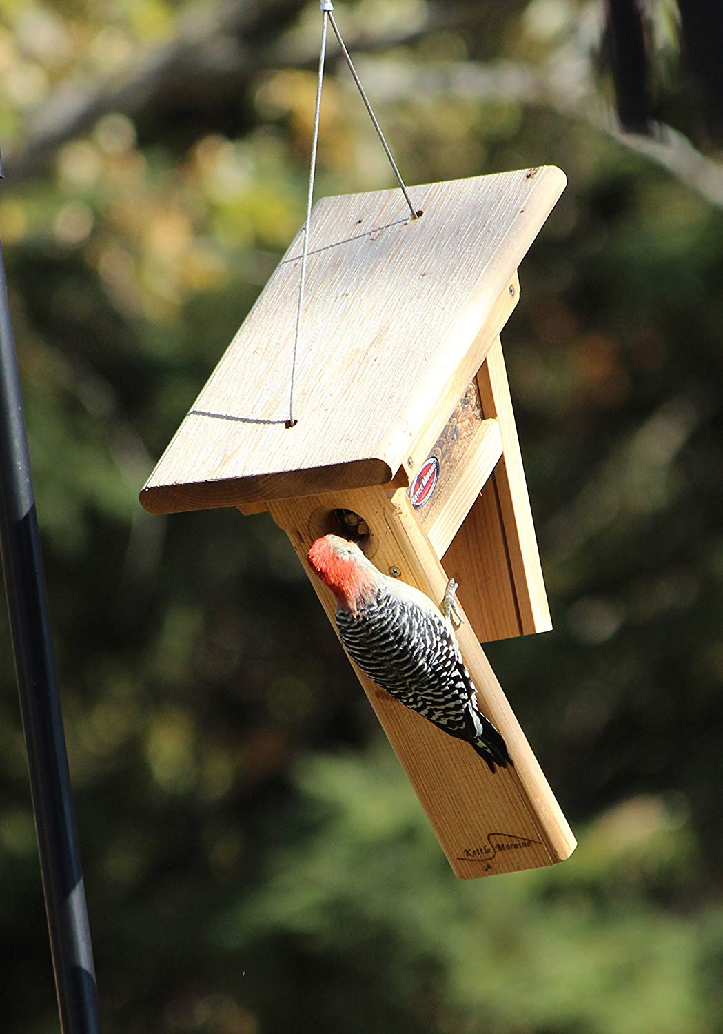 woodpecker clinging to cedar feeder