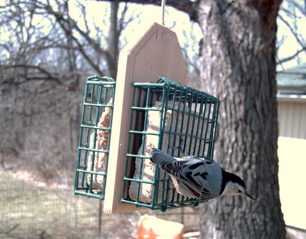 nuthatch eating suet on hanging feeder