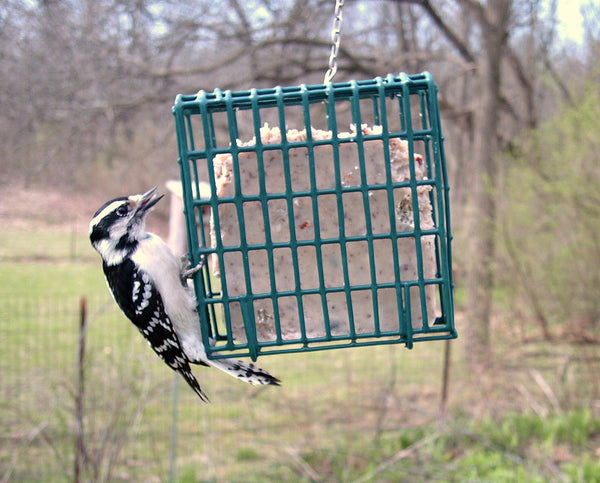 Woodpecker clinging to hanging suet cage