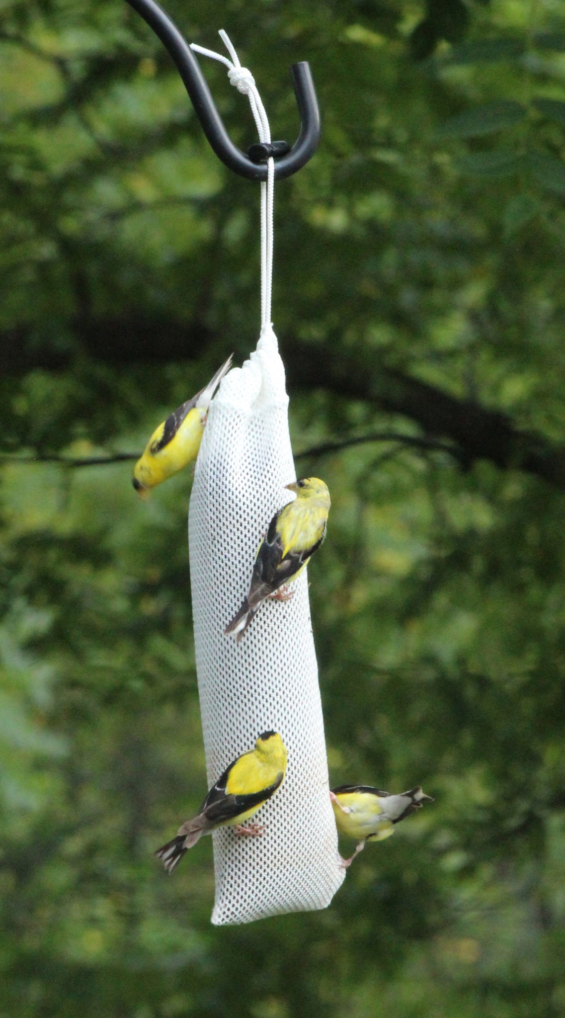 goldfinches clinging to sock feeder