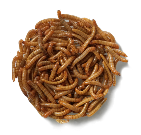 healthy live mealworms for reptiles or bluebirds