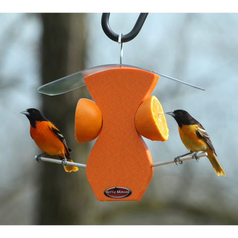two orioles eating at orange feeder
