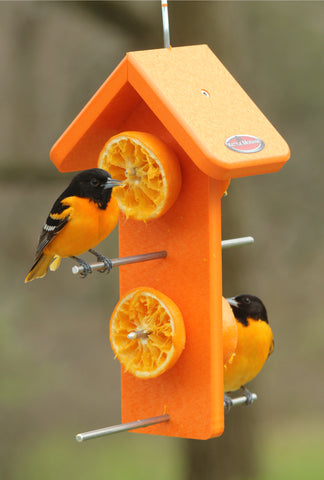 orioles on kettle moraine bird feeder with oranges