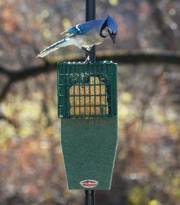 blue jay looking at suet in feeder