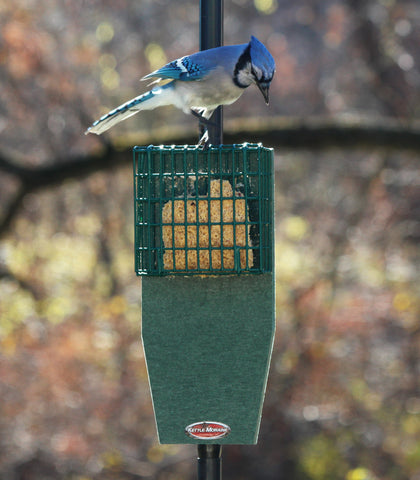 blue jay looking at suet in feeder