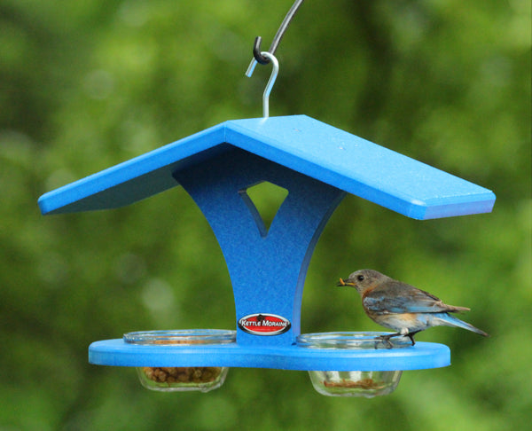 blue cup feeder with bluebird