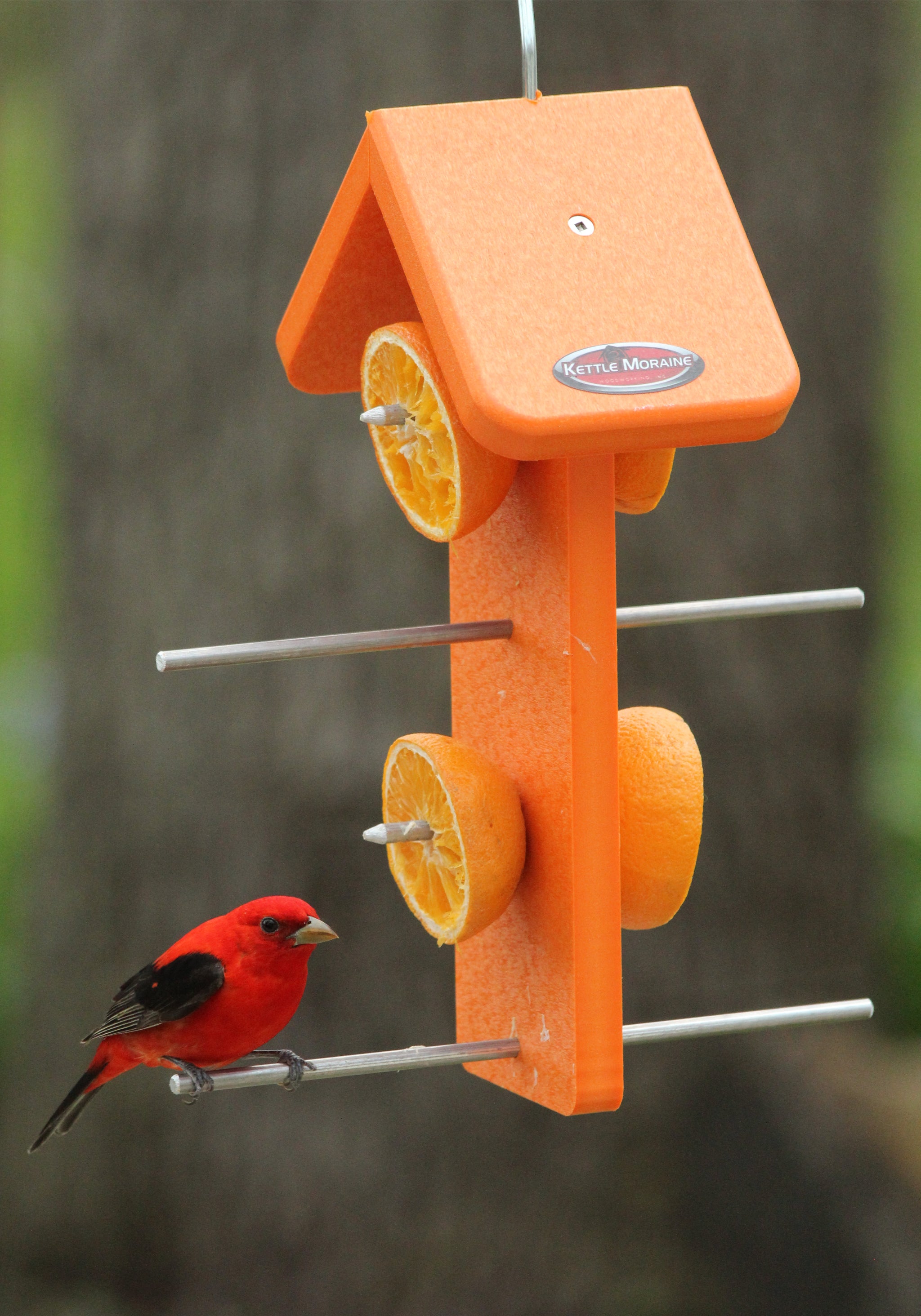 Recycled Orange Oriole Fruit Feeder (Double) – Kettle Moraine