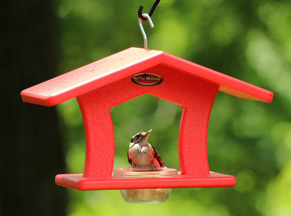 single cup red bird feeder with woodpecker