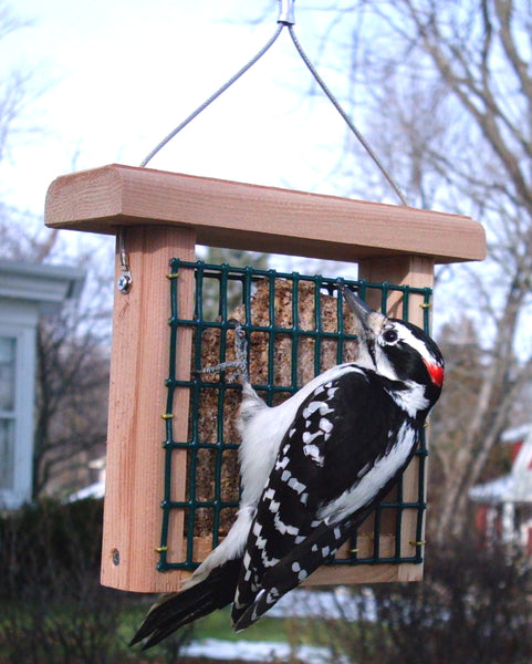 downy woodpecker on cedar suet feeder