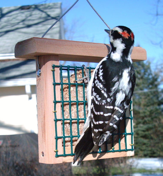 woodpecker eating suet on feeder