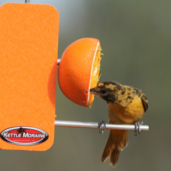 oriole eating orange from bird feeder