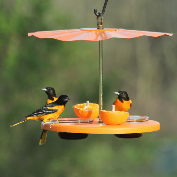 Orioles at platform cup feeder with galvanized roof