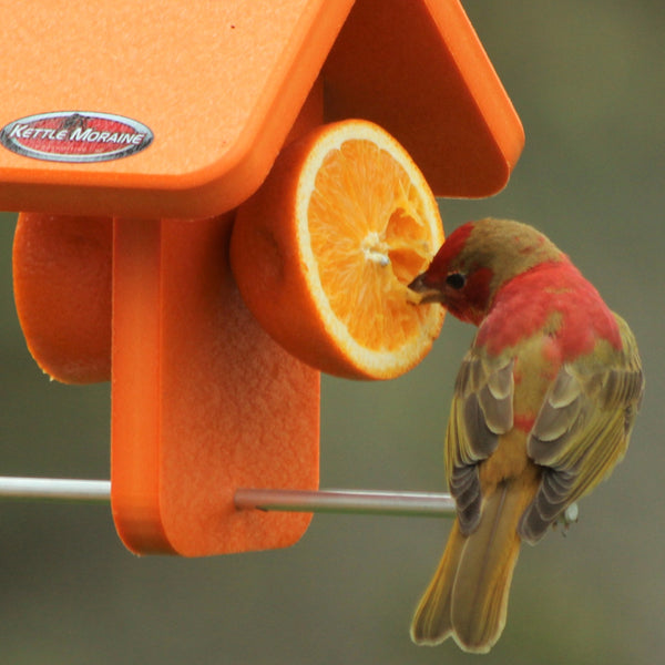 Female Baltimore Oriole on orange feeder
