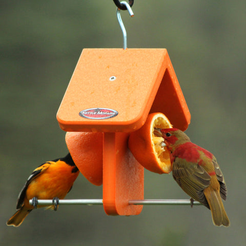 Two orioles eating oranges at feeder