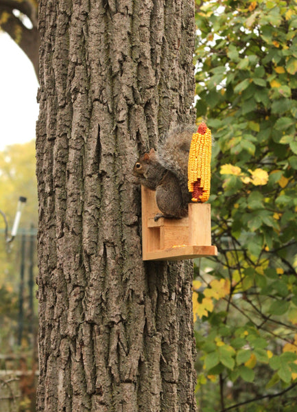 Squirrel Seat