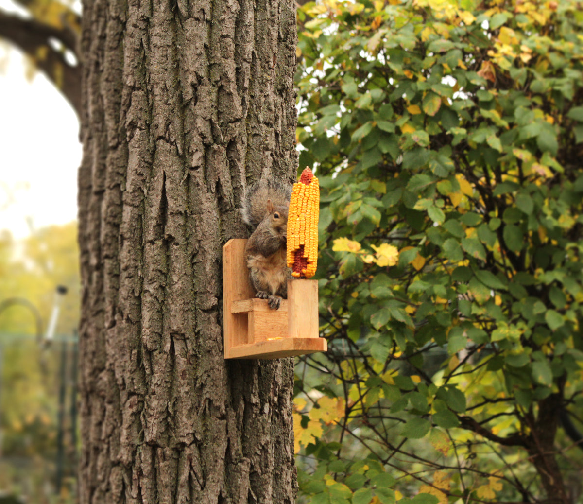 Squirrel Seat – Kettle Moraine Woodworking Inc