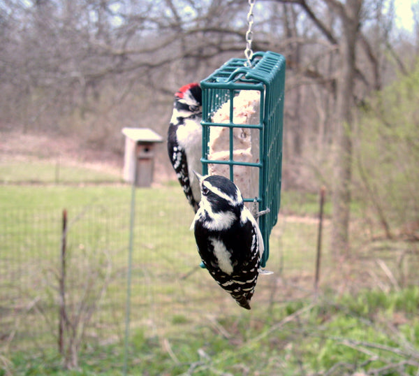 two woodpeckers on hanging suet cage
