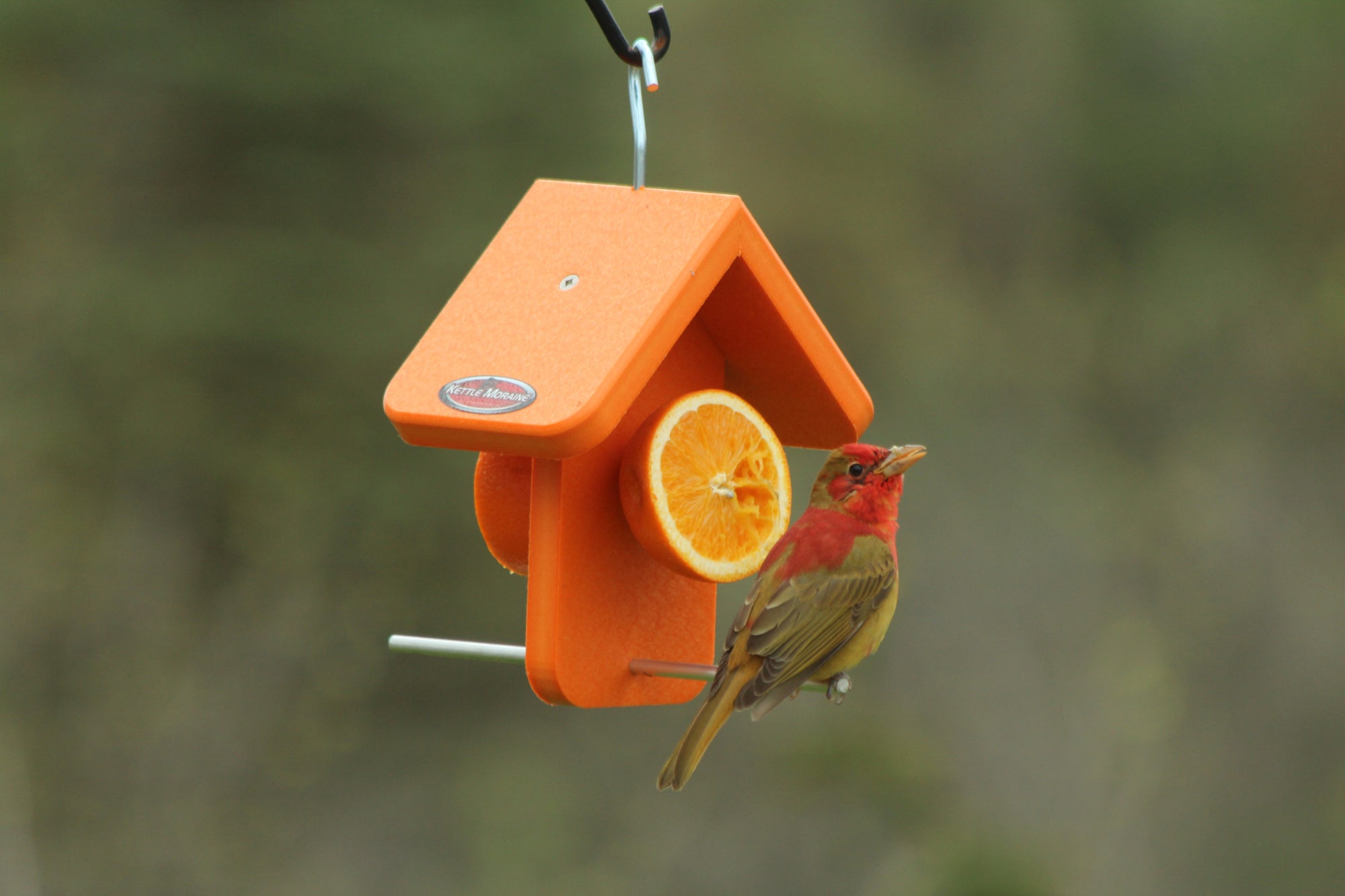 Kettle Moraine outlets Super Oriole Feeder