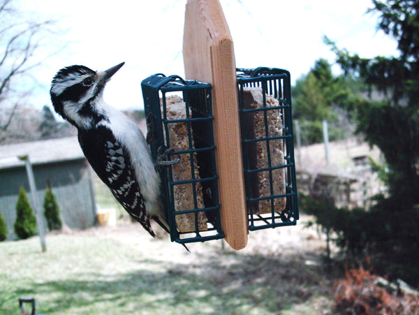 woodpecker at bird feeder eating suet