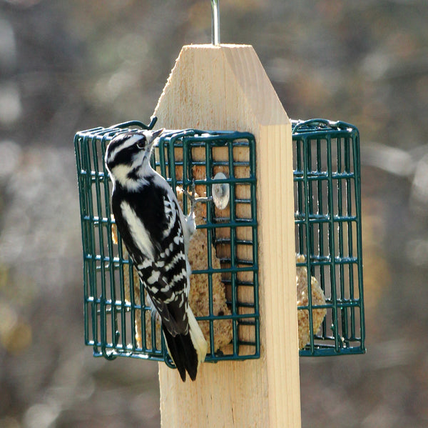 small woodpecker on bird feeder