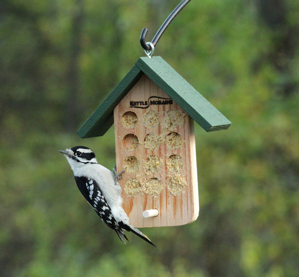 downy woodpecker eating bark butter on cedar bird feeder with roof.