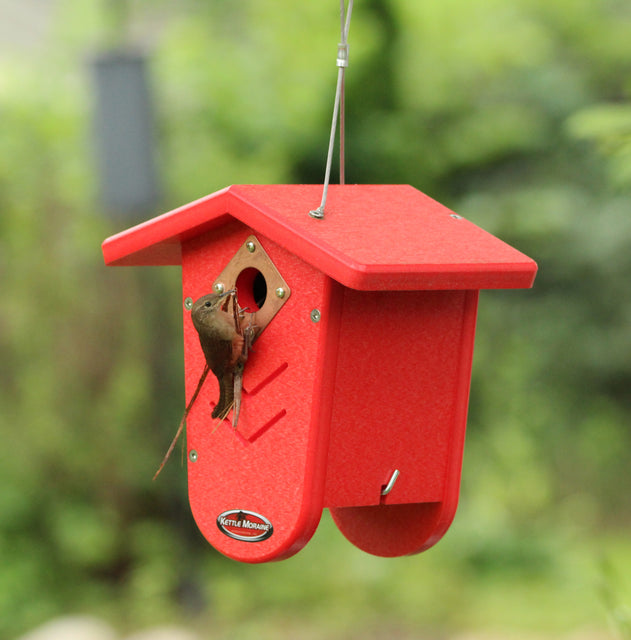 wren building nest in red bird house